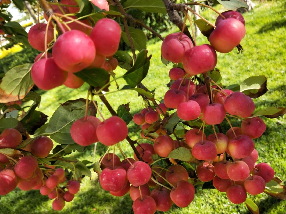 海棠果冷庫建造，海棠果長期存儲方法介紹