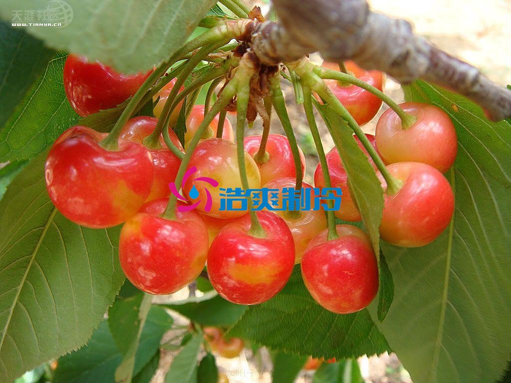 浩爽制冷，氣調庫，普通冷藏庫